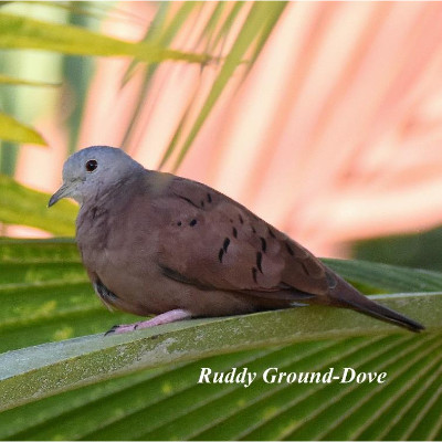 Ruddy Ground-Dove